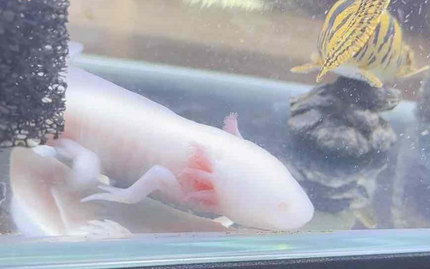ウパー
